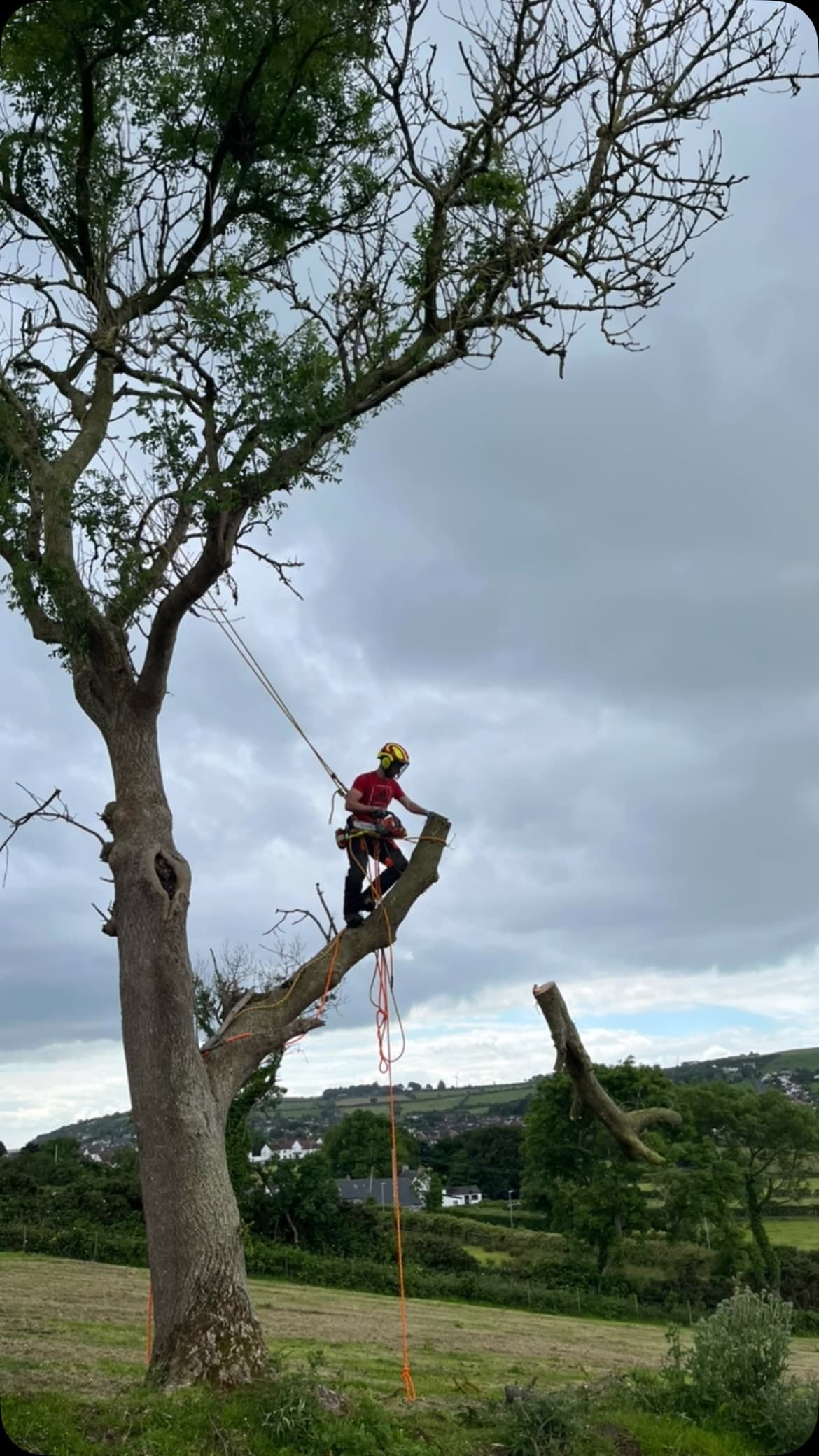 Arborist working with ropes and harness on a tree branch
