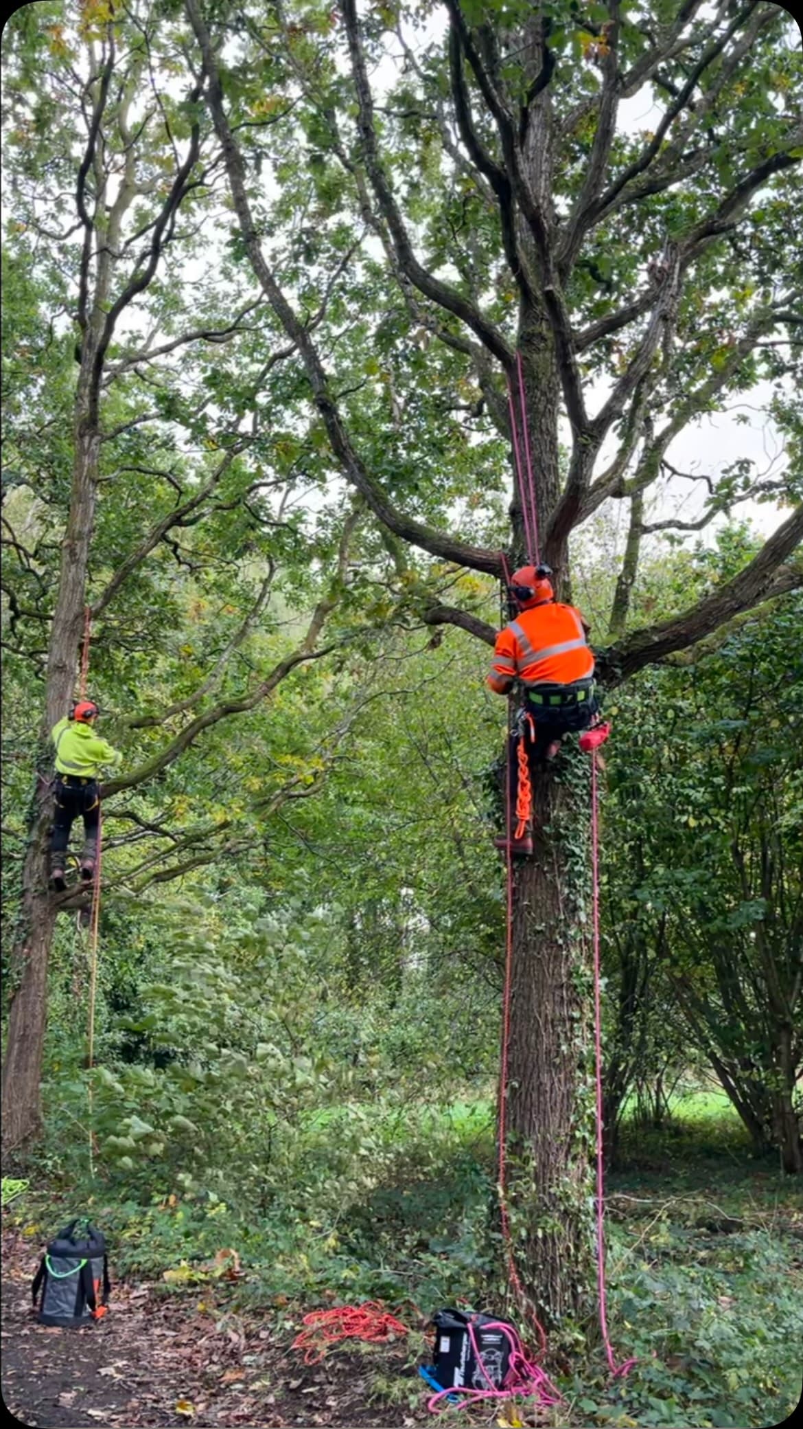 Two people engaged in practical rope-and-harness tree climbing training